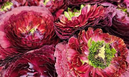 Italy’s Beautiful Ranunculus and Anemones at IFTF