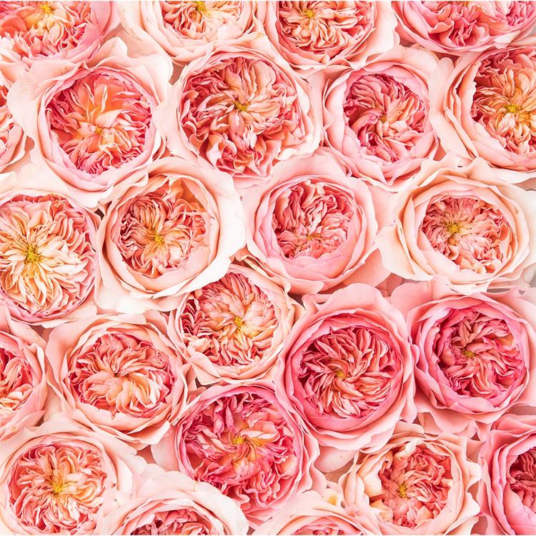 close up of garden roses