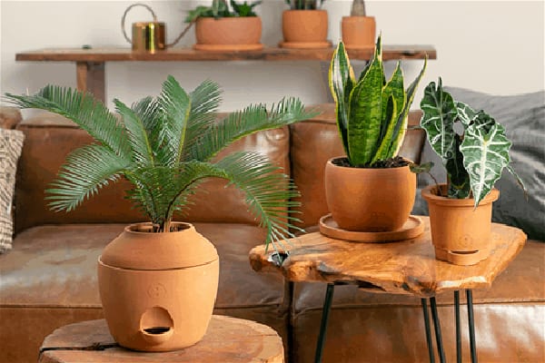 urban-jungle-artisan-collection