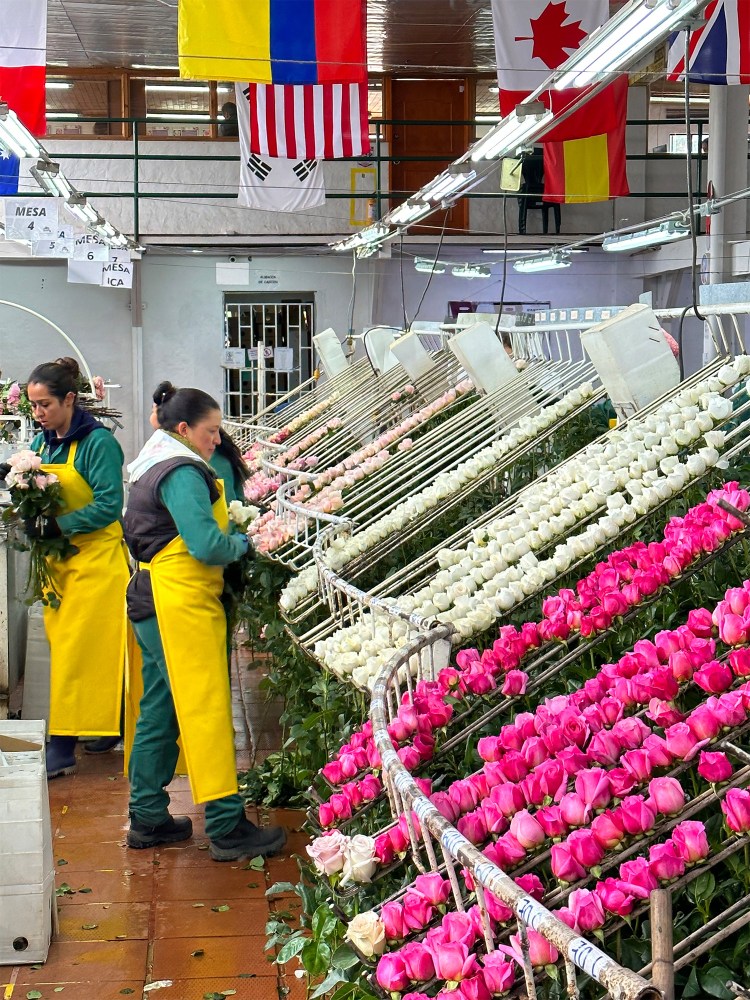 women working sorting roses