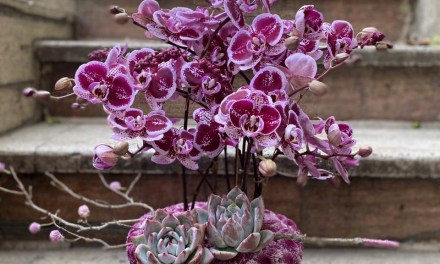 ORCHIDELIRIUM