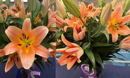 “Zelmira’ Wins Best in Show in SAF’s Outstanding Varieties Competition