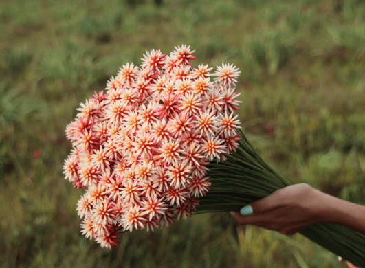 New Cut Flowers to be Presented at the IFTF