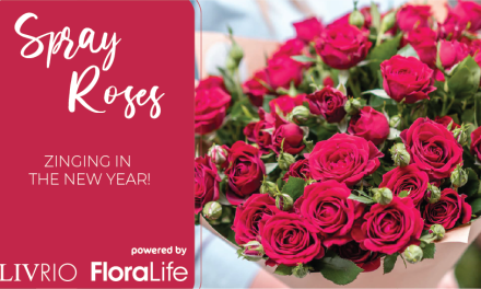 Spray Roses Care and Handling Tips