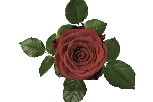 Porta Nova introduces the rose with the lowest carbon footprint