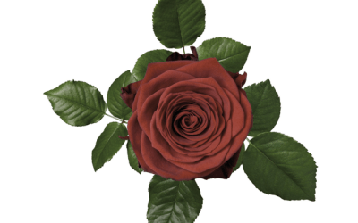 Porta Nova introduces the rose with the lowest carbon footprint